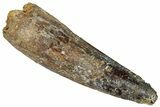 Fossil Spinosaurus Tooth - Real Dinosaur Tooth #305803-1